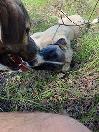 Kangal