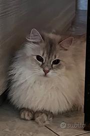 Gatta siberina in rehoming