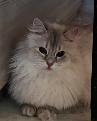Gatta siberina in rehoming
