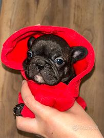 Baby bulldog francese