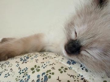 Cucciola ragdoll disponibile da agosto - Berenice