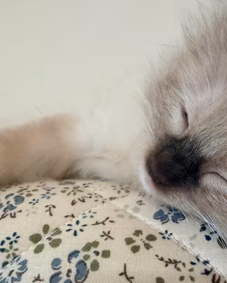 Cucciola ragdoll disponibile da agosto - Berenice
