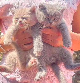 British short hair hair gattini 2 mesi