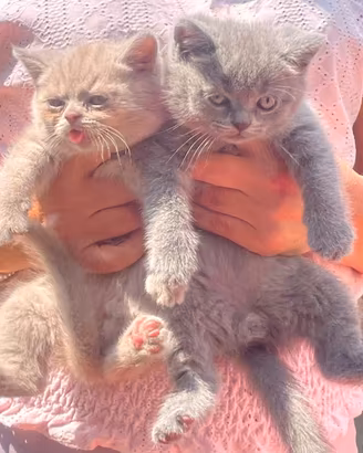 British short hair hair gattini 2 mesi