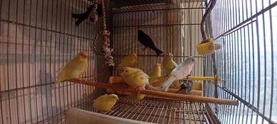 Canarini vari colori maschi e femmine 2024/2025