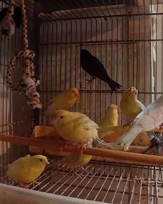 Canarini vari colori maschi e femmine 2024/2025