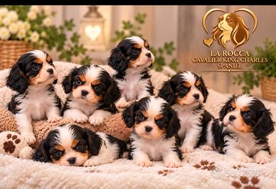 Cavalier King Charles Spaniel 