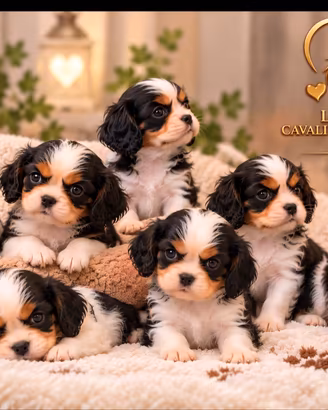 Cavalier King Charles Spaniel 
