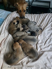 Cuccioli Malinuas Pitbul