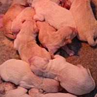 Cuccioli golden retriever