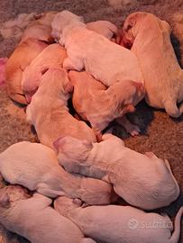 Cuccioli golden retriever