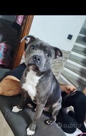 Staffy per monta