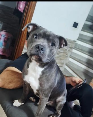 Staffy per monta