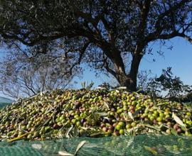 Terreno agricolo