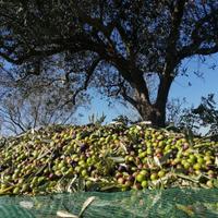 Terreno agricolo