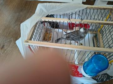 Canarina lizard argento