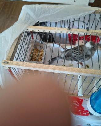 Canarina lizard argento