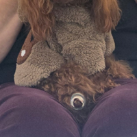 Teacup disponibile per monte