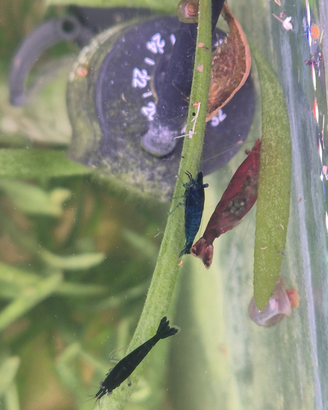 Neocaridina davidi