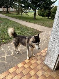 Cucciole di Husky e pastore tedesco mix maremmano