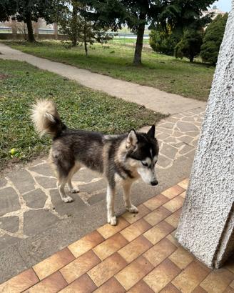 Cucciole di Husky e pastore tedesco mix maremmano
