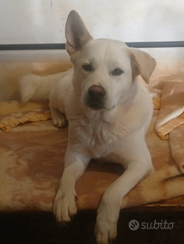 Stupendo cucciolone simil akita inu