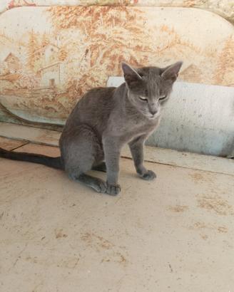 Gatto certosino