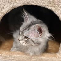 Ultime cucciole di Maine Coon xxl