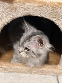 Ultime cucciole di Maine Coon xxl