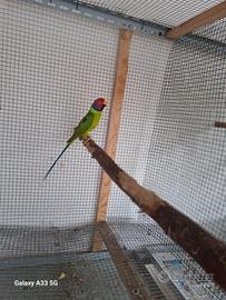 Parrocchetto testa di prugna