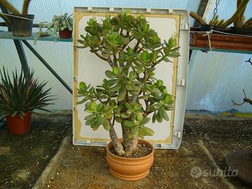 Bonsai di crassula ovata