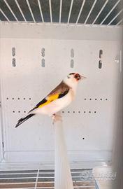Uccelli