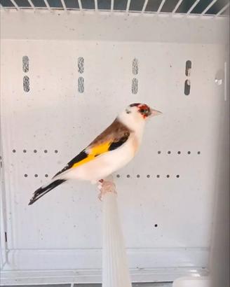 Uccelli