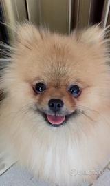 Spitz tedesco nano pomerania