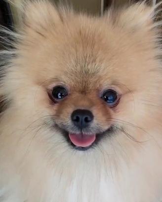 Spitz tedesco nano pomerania