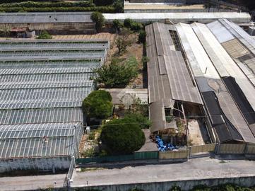 TER. AGRICOLO A VALLECROSIA AL MARE