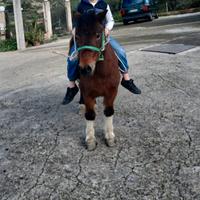 Pony femmine per bambini