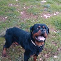 "pedigree" rottweiler x monte