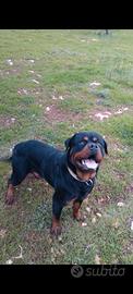 "pedigree" rottweiler x monte