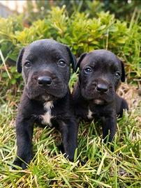 Cuccioli Cane Corso