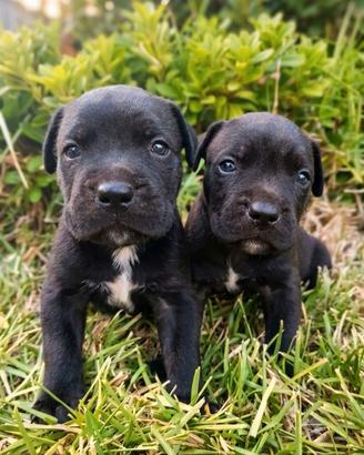 Cuccioli Cane Corso