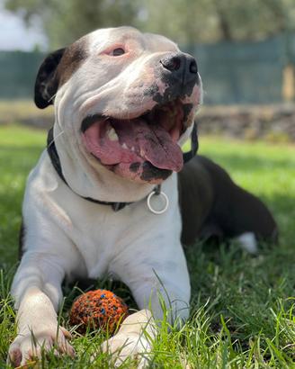 Amstaff per monte