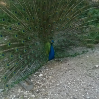 Pavone