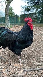 Galli Australorp