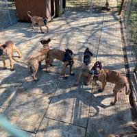 Pastore Belga Malinois