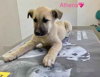 Cuccioli taglia media