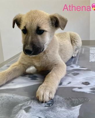 Cuccioli taglia media