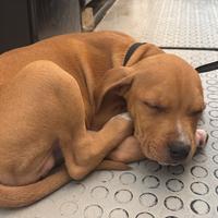 Cane cucciolo Amstaff