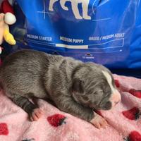 Cuccioli di American Pitbull terrier