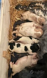Cani da tartufo